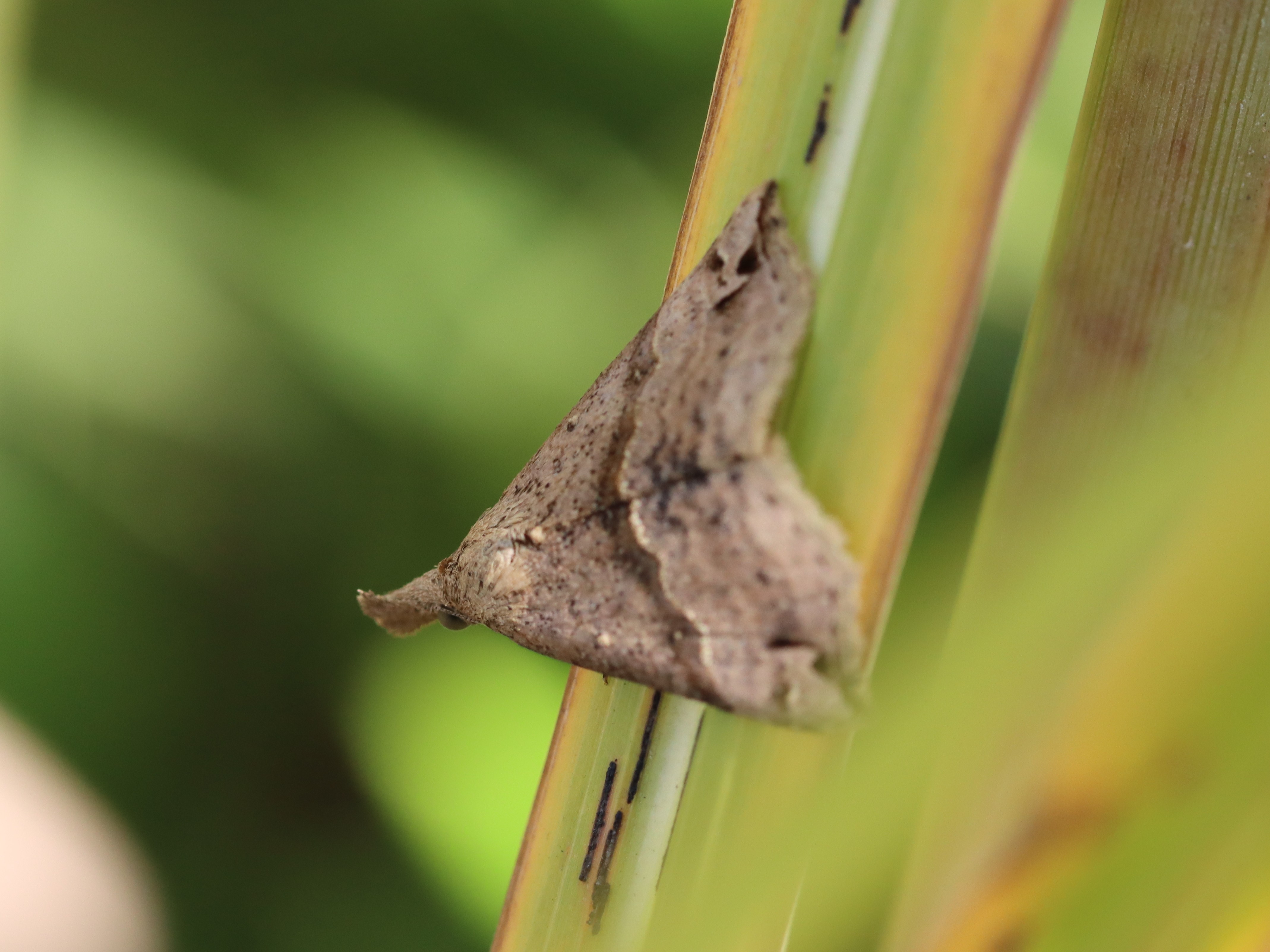 オオトビモンアツバ